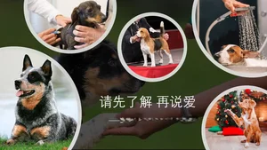 马来西亚养宠指南：留学生与宠物相处之道